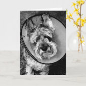 Miniatuur Schnauzer wordt goed spoedig Kaart (Gele Bloem)