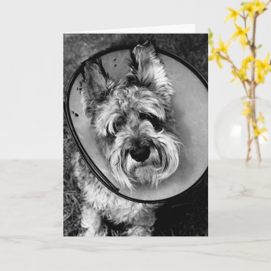 Miniatuur Schnauzer wordt goed spoedig Kaart (Gele Bloem)