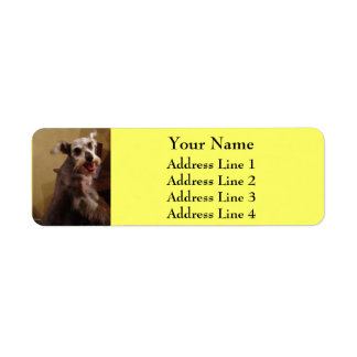 Miniatuur Schnauzer Yellow Return-adreslabels Etiket