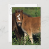 Miniatuurgewassen in gras briefkaart (Voorkant / Achterkant)