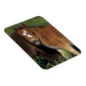 Miniatuurgewassen in gras magneet (Rechterzijde)