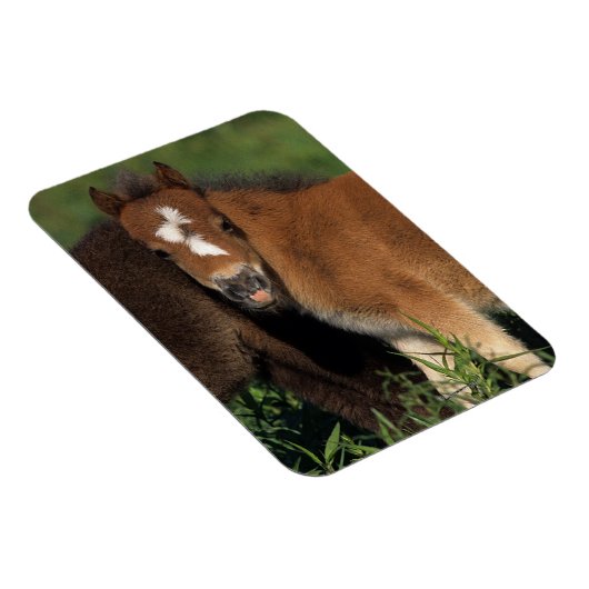 Miniatuurgewassen in gras magneet (Rechterzijde)