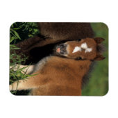 Miniatuurgewassen in gras magneet (Horizontaal)