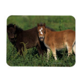 Miniatuurgewassen in gras magneet (Horizontaal)