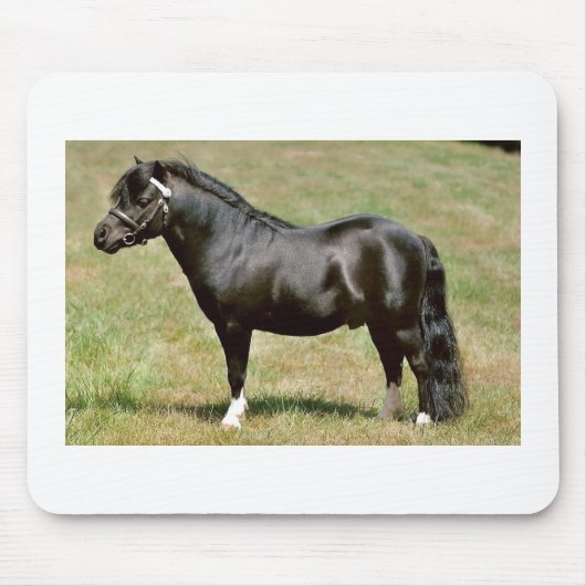 miniatuurhengst van pony muismat (Voorkant)