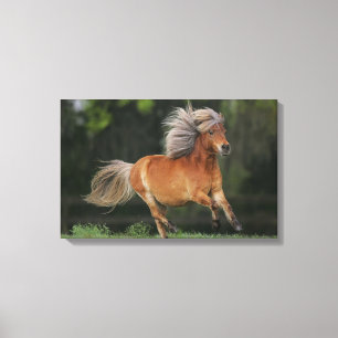 Miniatuurpaard loopt canvas afdruk
