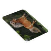 Miniatuurpaarden aan het draaien magneet (Rechterzijde)