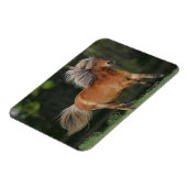 Miniatuurpaarden aan het draaien magneet (Linkerzijde)