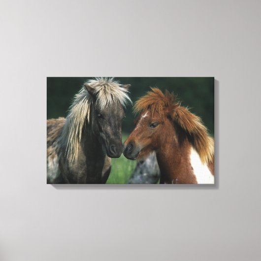 Miniatuurpaarden die canvas afdruk (Voorkant)