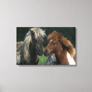Miniatuurpaarden die canvas afdruk