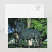 Miniatuurpaarden die in de bomen staan briefkaart (Voorkant / Achterkant)