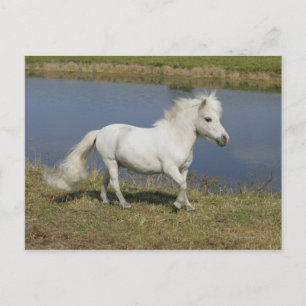 Miniatuurpaarden die in de buurt van water lopen briefkaart