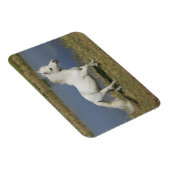 Miniatuurpaarden die in de buurt van water lopen magneet (Rechterzijde)