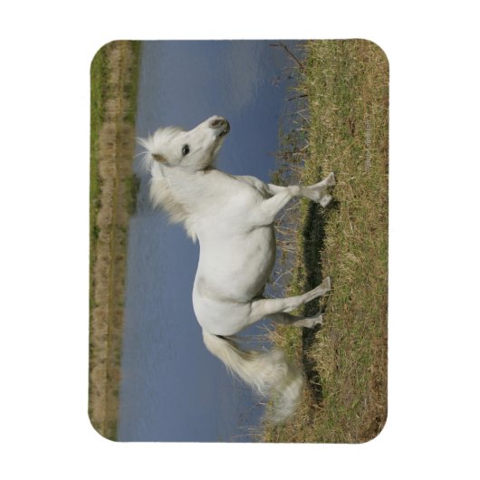 Miniatuurpaarden die in de buurt van water lopen magneet (Verticaal)