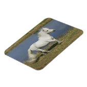 Miniatuurpaarden die in de buurt van water lopen magneet (Linkerzijde)