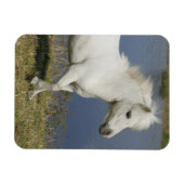 Miniatuurpaarden die in de buurt van water lopen magneet (Horizontaal)