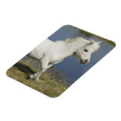Miniatuurpaarden die in de buurt van water lopen magneet (Linkerzijde)