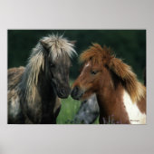 Miniatuurpaarden die poster (Voorkant)