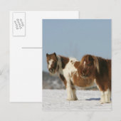 Miniatuurpaarden in de sneeuw briefkaart (Voorkant / Achterkant)