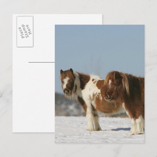 Miniatuurpaarden in de sneeuw briefkaart (Voorkant / Achterkant)