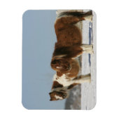 Miniatuurpaarden in de sneeuw magneet (Verticaal)