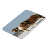 Miniatuurpaarden in de sneeuw magneet (Linkerzijde)