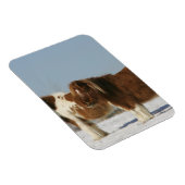 Miniatuurpaarden in de sneeuw magneet (Rechterzijde)