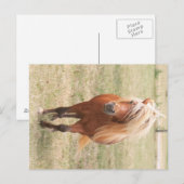 miniatuurpaarden met een volle mane briefkaart (Voorkant / Achterkant)
