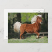 Miniatuurpaarden, stand briefkaart (Voorkant / Achterkant)