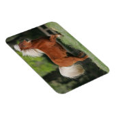 Miniatuurpaarden, stand magneet (Rechterzijde)