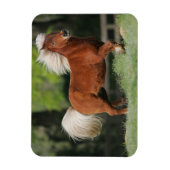Miniatuurpaarden, stand magneet (Verticaal)