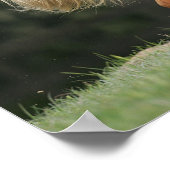 Miniatuurpaarden, stand poster (Hoek)