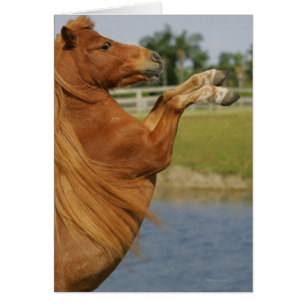 Miniatuurpaardenfokkerij