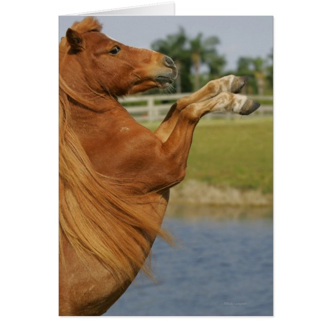 Miniatuurpaardenfokkerij (Voorkant)