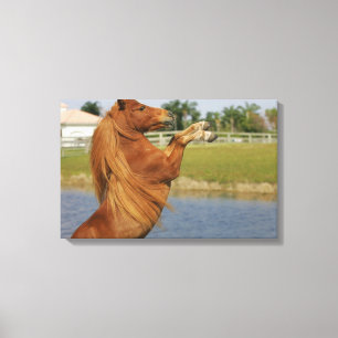 Miniatuurpaardenfokkerij Canvas Afdruk