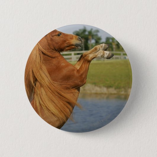 Miniatuurpaardenfokkerij Ronde Button 5,7 Cm (Voorkant)
