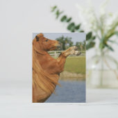 Miniatuurpaardenhouderij Briefkaart (Staand voorkant)