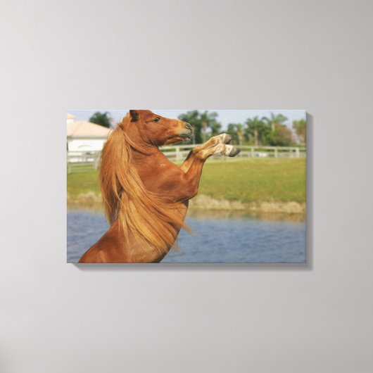 Miniatuurpaardenhouderij Canvas Afdruk (Voorkant)