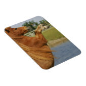 Miniatuurpaardenhouderij Magneet (Rechterzijde)