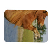 Miniatuurpaardenhouderij Magneet (Horizontaal)