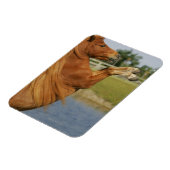 Miniatuurpaardenhouderij Magneet (Linkerzijde)