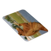 Miniatuurpaardenhouderij Magneet (Rechterzijde)