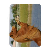 Miniatuurpaardenhouderij Magneet (Verticaal)