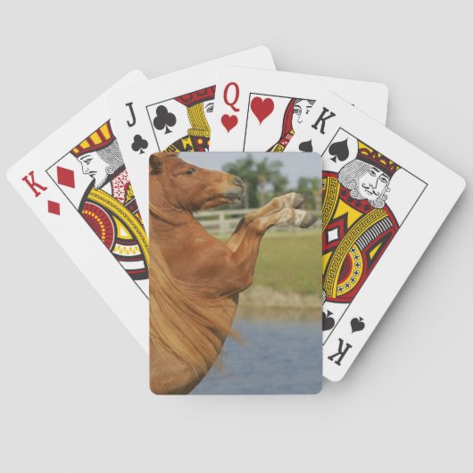 Miniatuurpaardenhouderij Speelkaarten (Achterkant)
