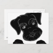 miniatuurschnauzer briefkaart (Voorkant / Achterkant)