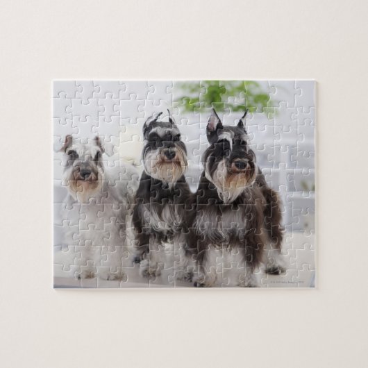 Miniatuurschnauzers aan de rand van de tafel legpuzzel (Horizontaal)