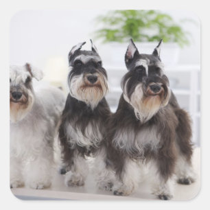 Miniatuurschnauzers aan de rand van de tafel vierkante sticker