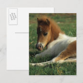 Miniatuurslachtafvallen Briefkaart (Voorkant / Achterkant)