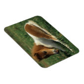 Miniatuurslachtafvallen Magneet (Rechterzijde)