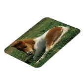 Miniatuurslachtafvallen Magneet (Linkerzijde)